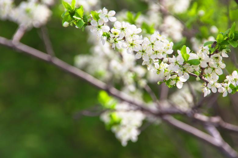 Free stock image of flowers created by 2happy