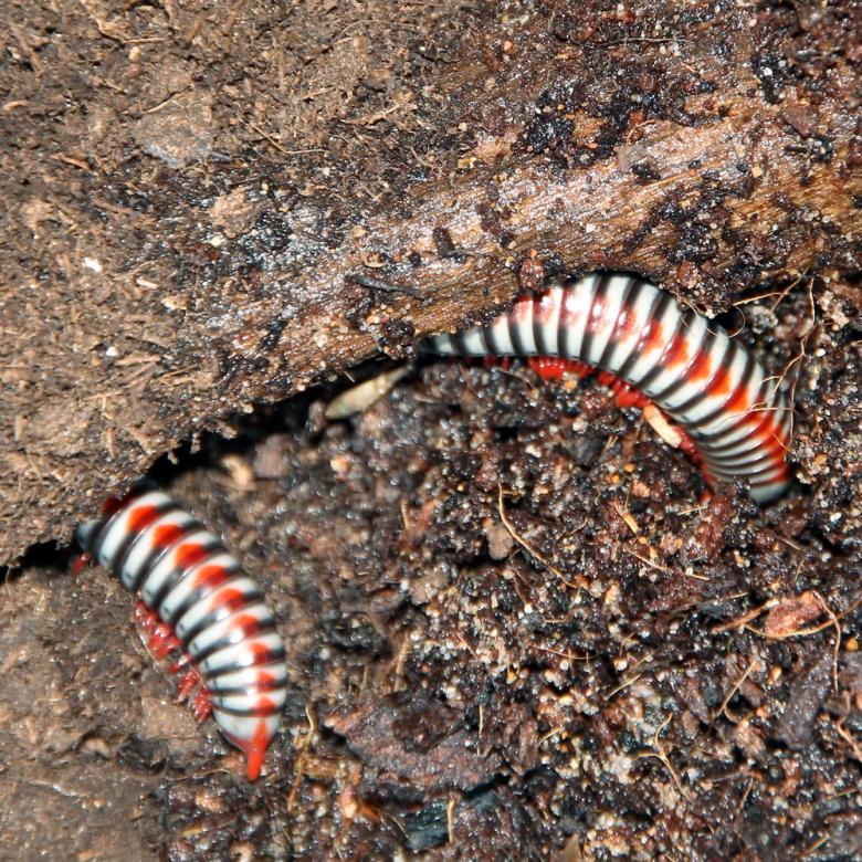 Free stock image of Tokinbolus dolfusi created by 2happy