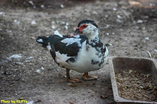 Muscovy duck - Free Stock Photo