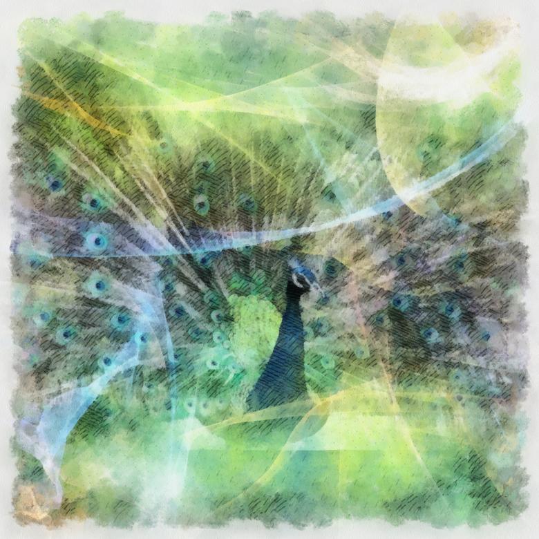 Free stock image of Peacock Illustration created by Prawny