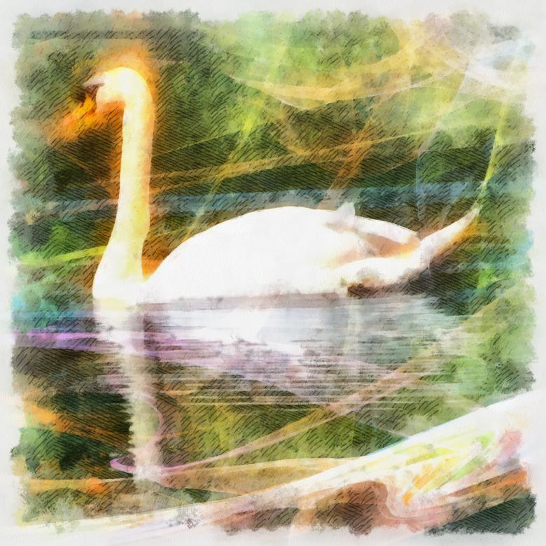 Free stock image of Swan Illustration created by Prawny