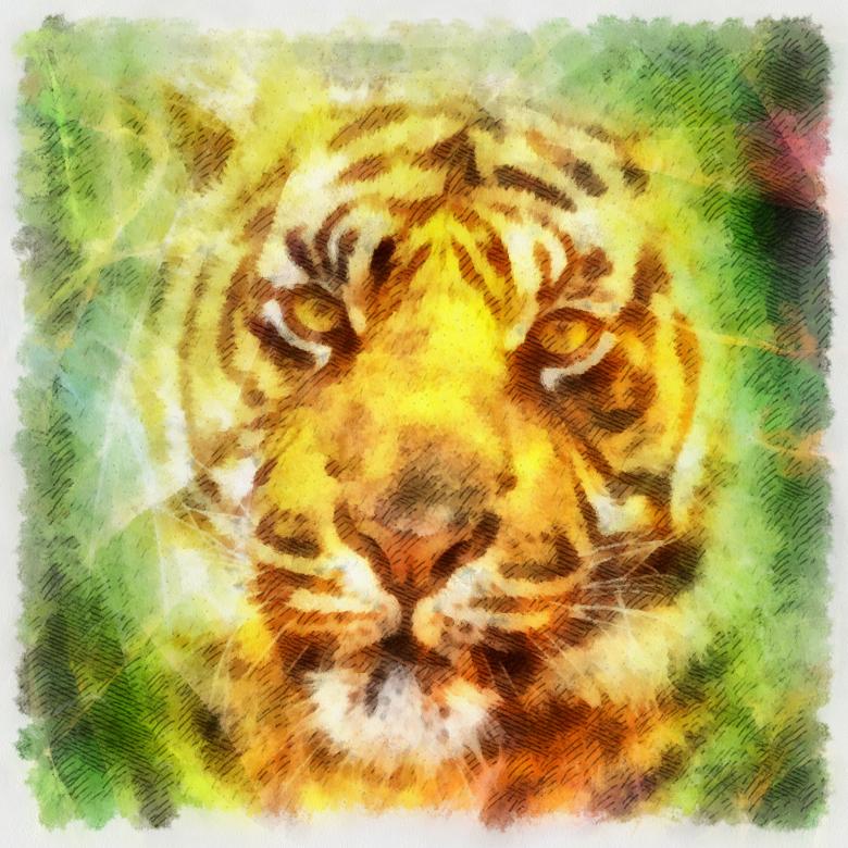 Free stock image of Tiger Illustration created by Prawny