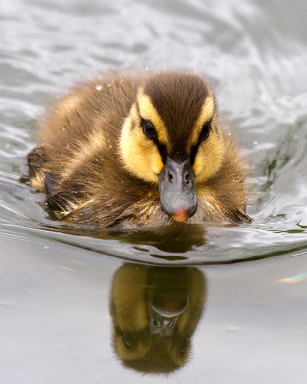 Free stock image of Baby Mallard Duck created by Geoffrey Whiteway