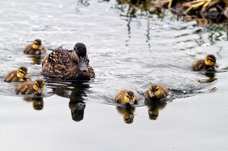 Free stock image of Baby Mallard Ducks created by Geoffrey Whiteway