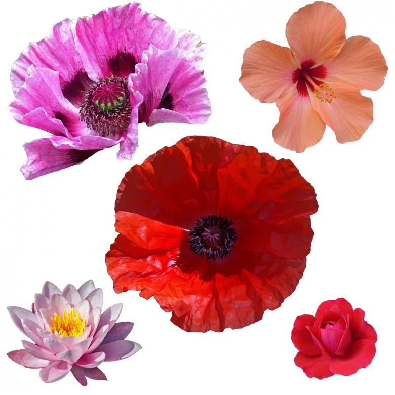 Free stock image of Isolated Flowers created by Prawny