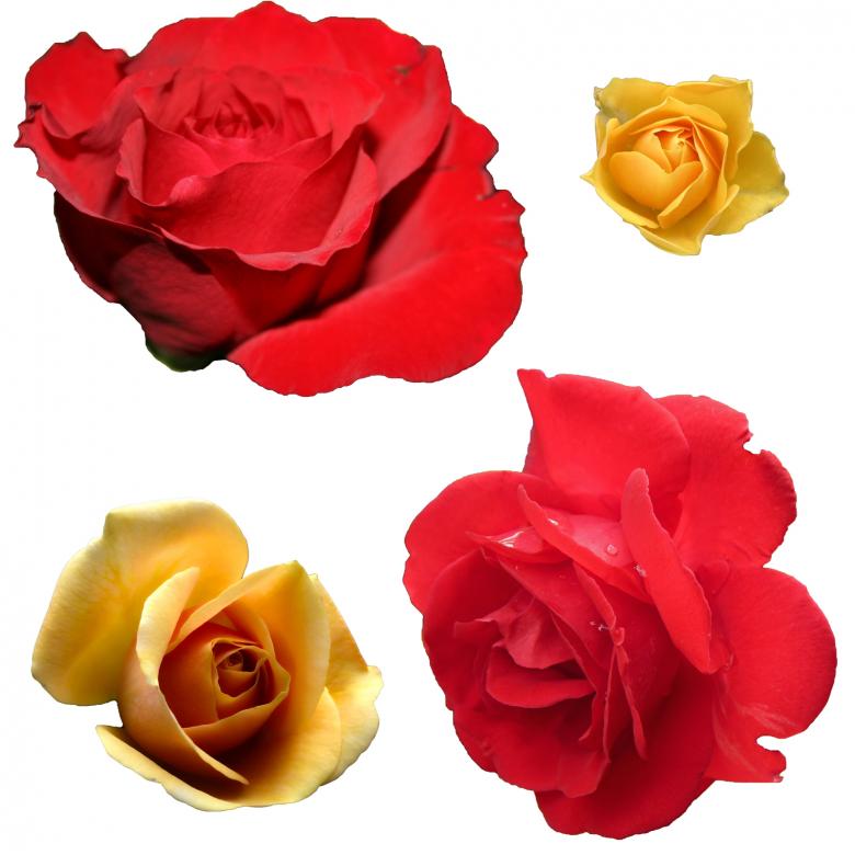 Free stock image of Isolated Flowers created by Prawny