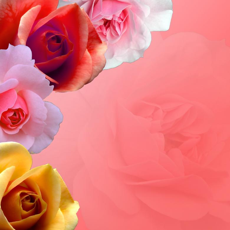 Free stock image of Pink Rose Border created by Prawny