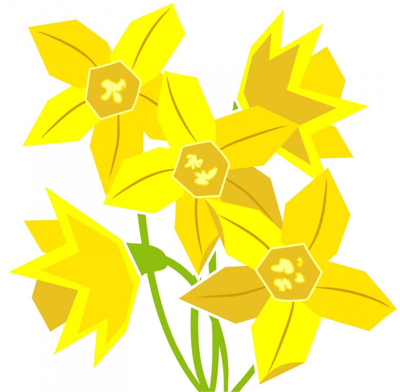 Free stock image of Daffodils created by Prawny
