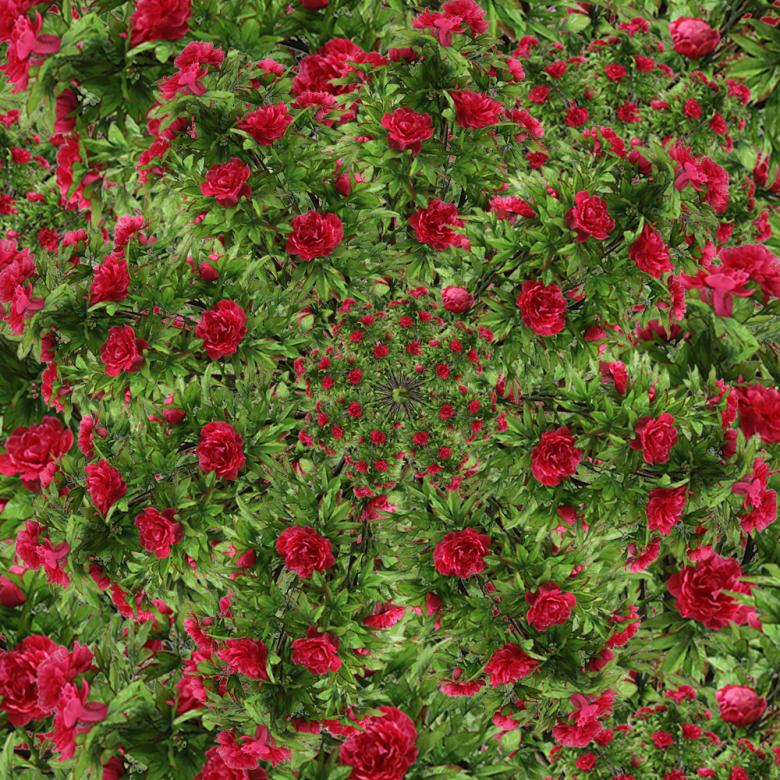 Free stock image of Rose graphic created by manoj saini