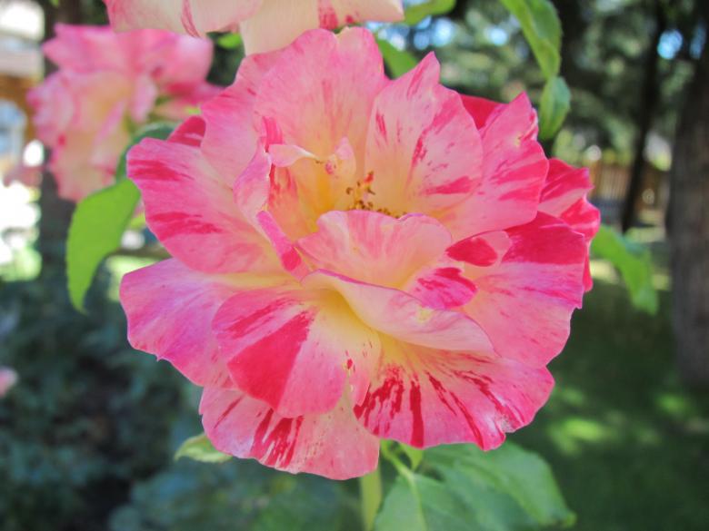 Free stock image of Pretty pink flower created by Boris Kyurkchiev