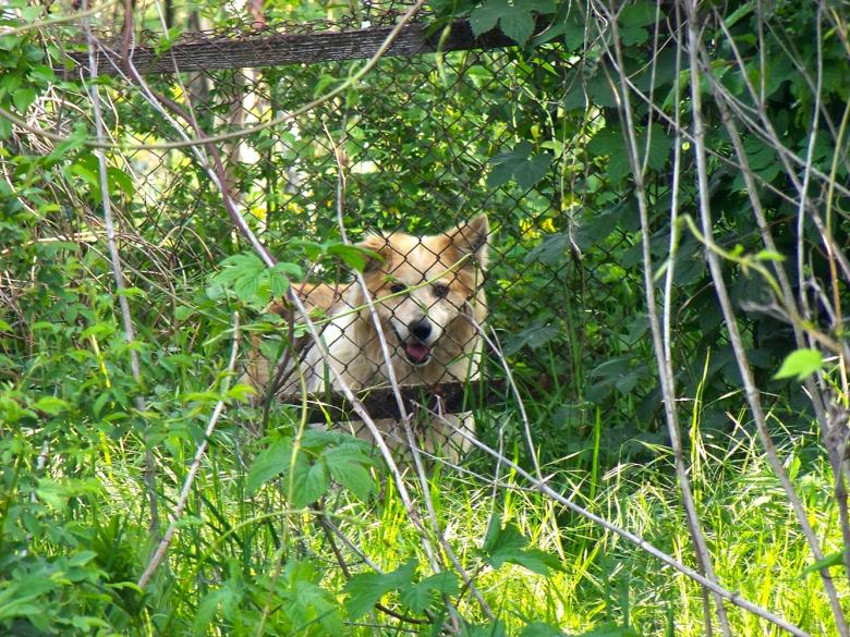 Free stock image of Doggy behind wire fence created by Shaggy