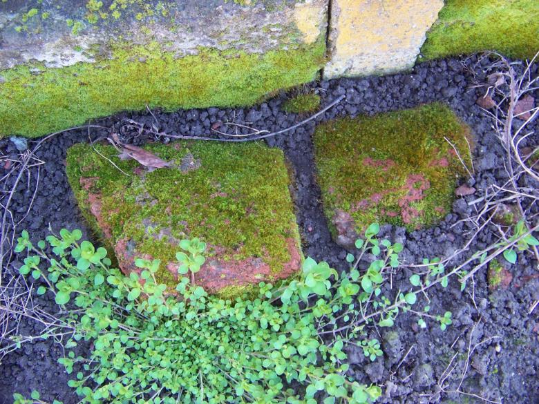 Free stock image of Moss on rocks created by Shaggy