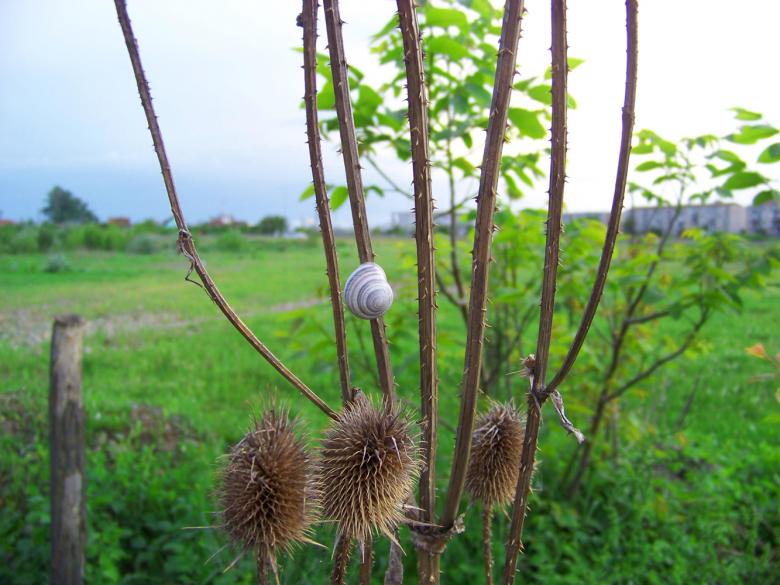 Free stock image of Snail on thistle created by Shaggy