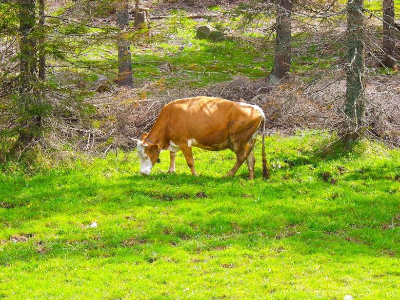 Free stock image of  Cow in the forest created by Shaggy