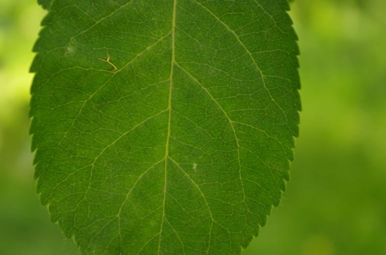 Free stock image of Leaf created by Tatyana Karelina