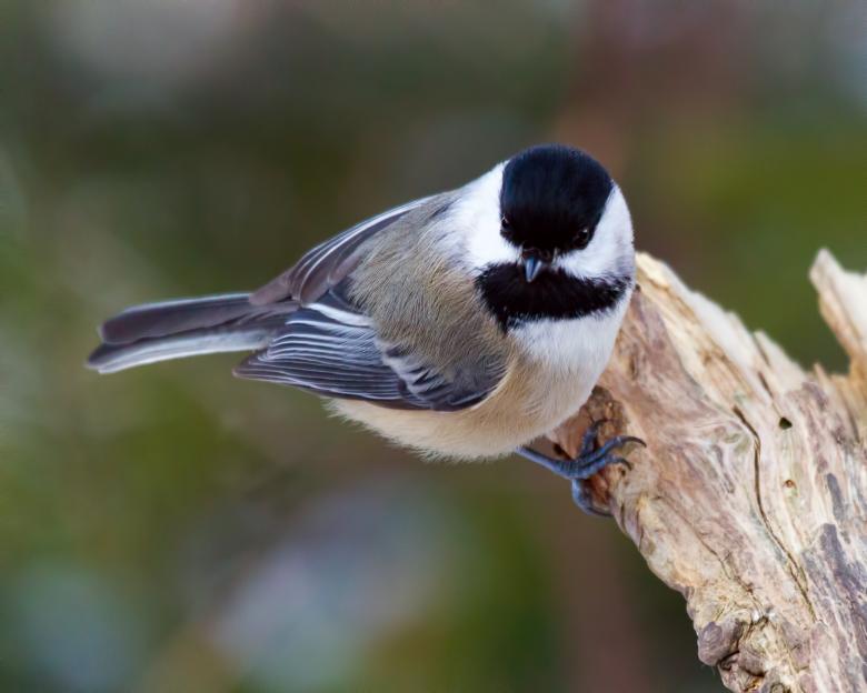 Free stock image of Bird created by Geoffrey Whiteway