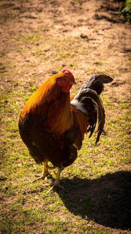 Free stock image of Chicken created by Arthur