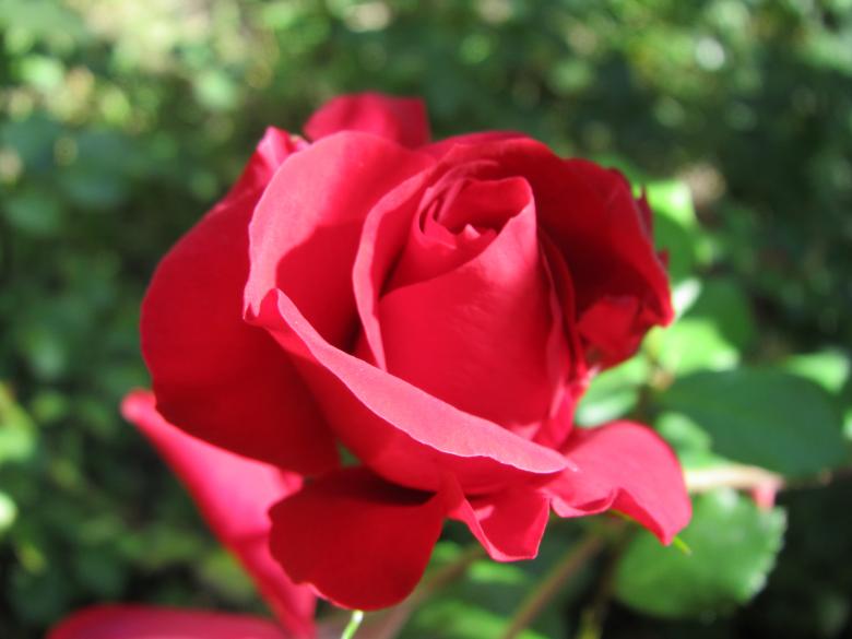 Free stock image of Red rose  created by Boris Kyurkchiev