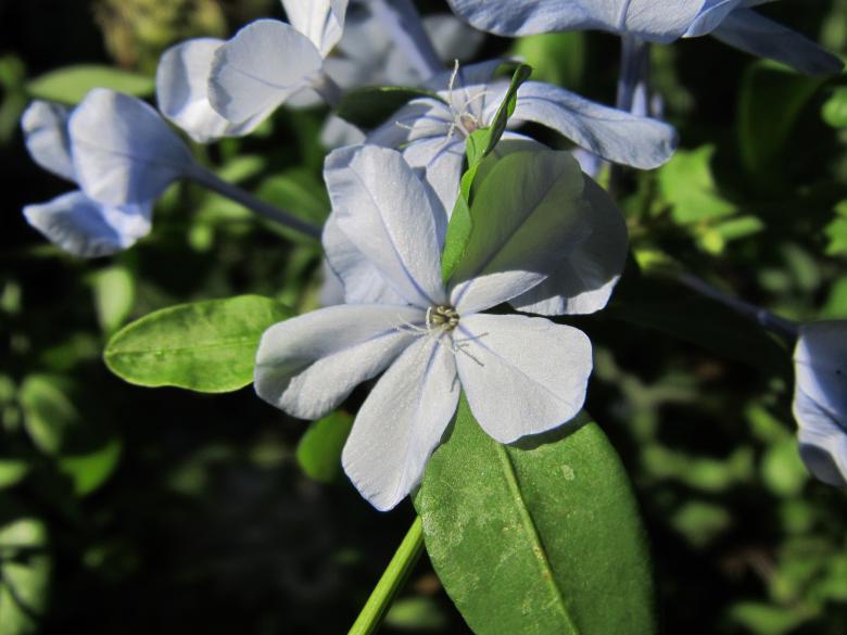 Free stock image of Blue spring flowers created by Boris Kyurkchiev