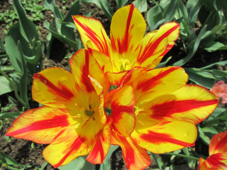 Free stock image of Yellow and red tulips created by Boris Kyurkchiev