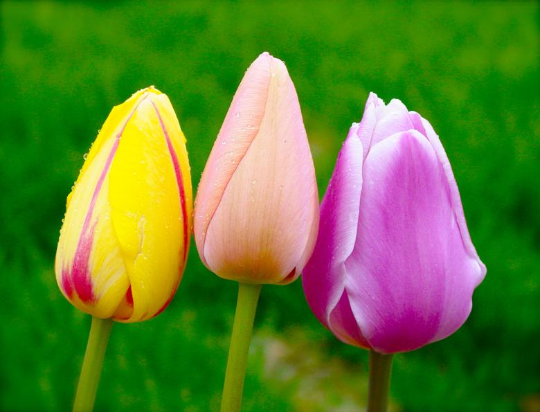 Free stock image of Three Colorful Tulips created by Chance Buell