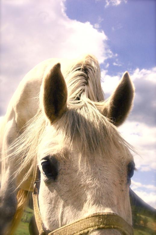 Free stock image of Horse says Hello created by Chance Buell