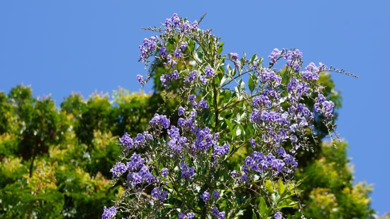 Free stock image of Purple Flowers created by Phuong Ho