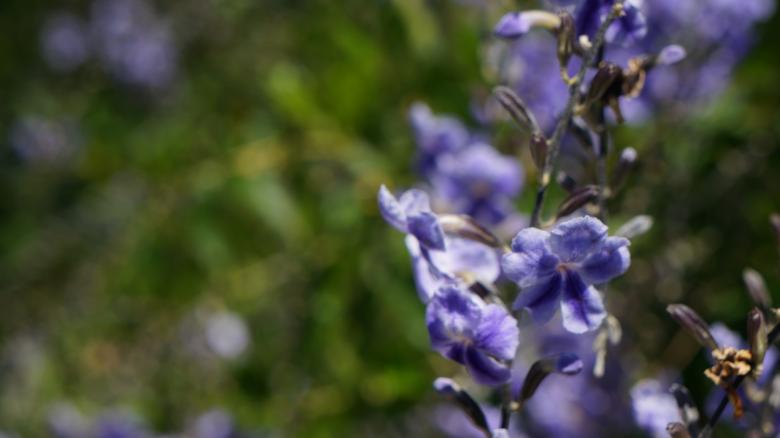 Free stock image of Purple Flowers created by Phuong Ho
