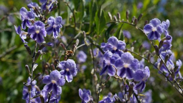 Purple Flowers - Free Stock Photo