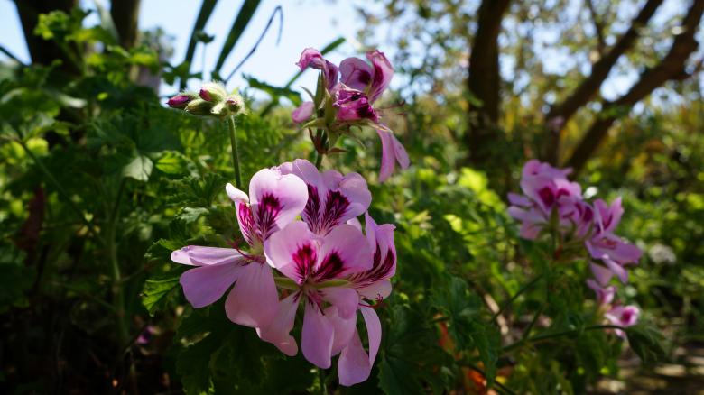 Free stock image of Purple Flowers created by Phuong Ho