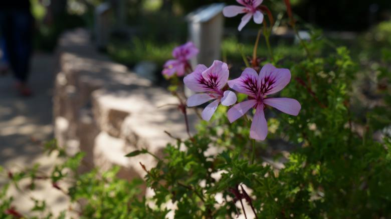 Free stock image of Purple Flowers created by Phuong Ho