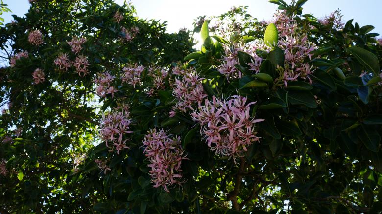 Free stock image of Pink Flowers created by Phuong Ho