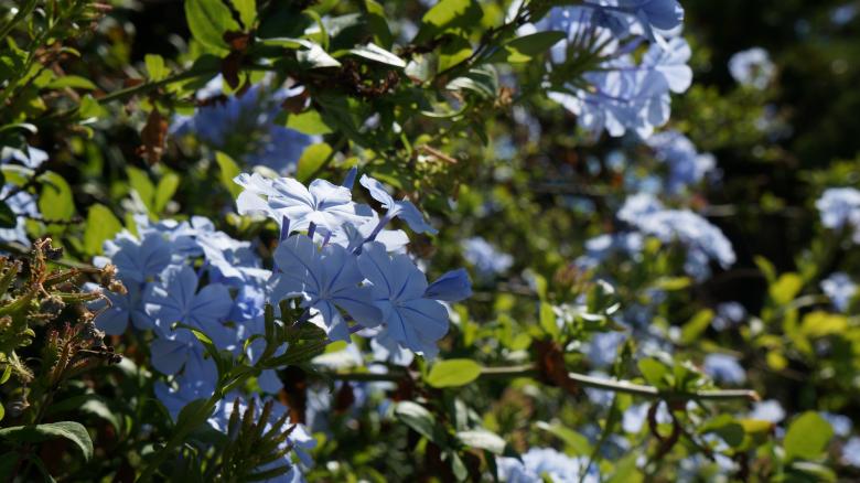Free stock image of Blue Flowers created by Phuong Ho