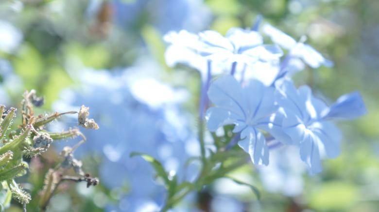 Free stock image of Blue Flowers created by Phuong Ho