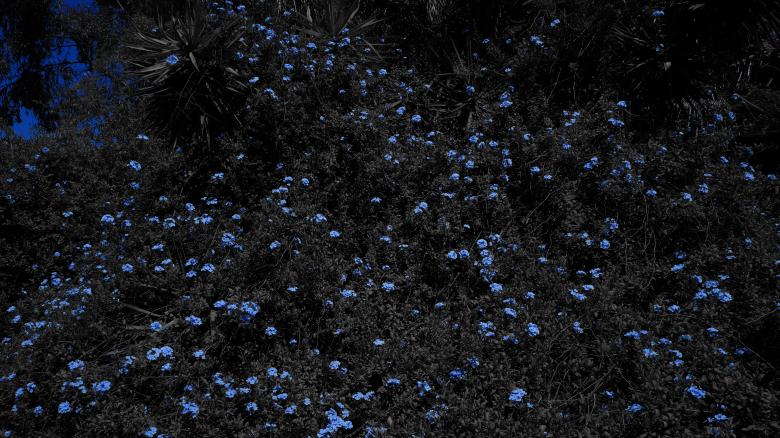 Free stock image of Blue Flowers created by Phuong Ho