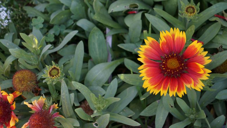 Free stock image of Red and Yellow Summer Flower created by Phuong Ho