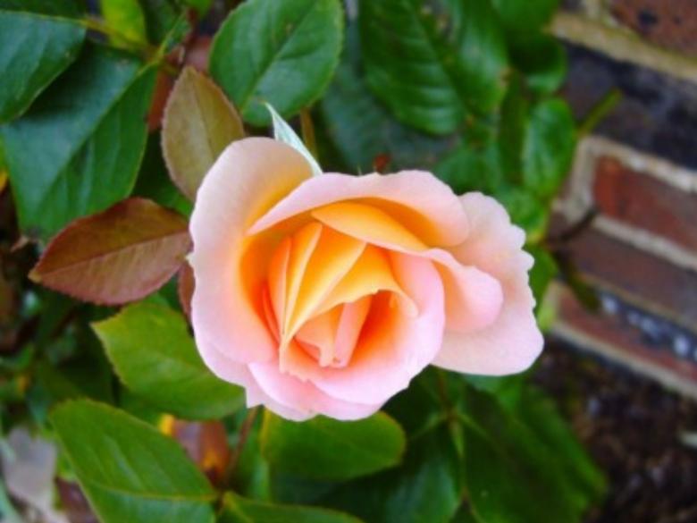 Free stock image of Pink Rose created by chakomajaw
