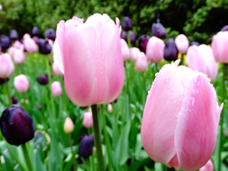 Free stock image of Pink tulips created by Soniya Ahuja
