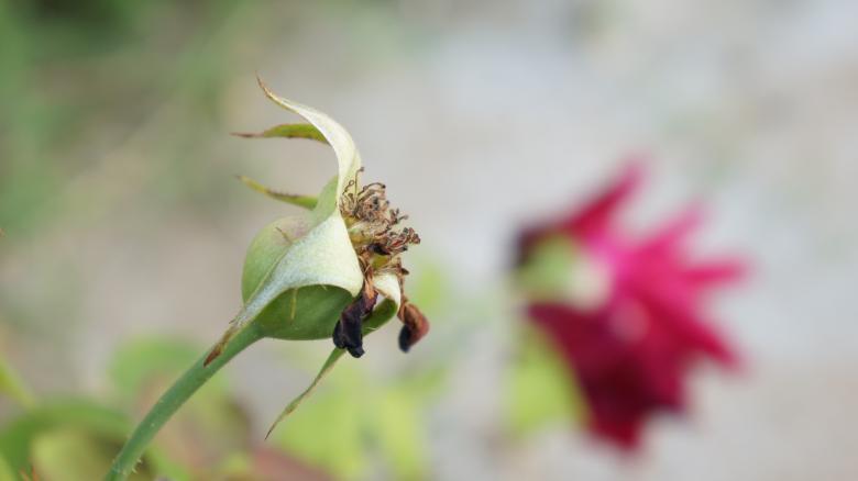 Free stock image of Flower created by Phuong Ho
