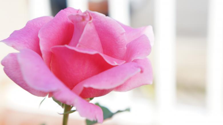 Free stock image of Rose created by Phuong Ho