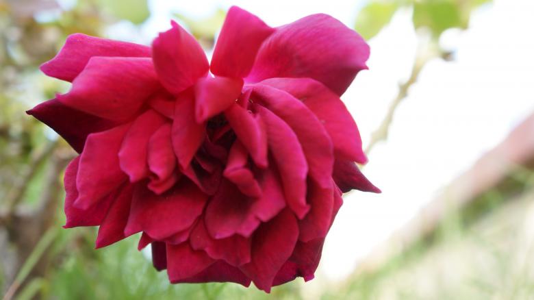 Free stock image of Rose created by Phuong Ho
