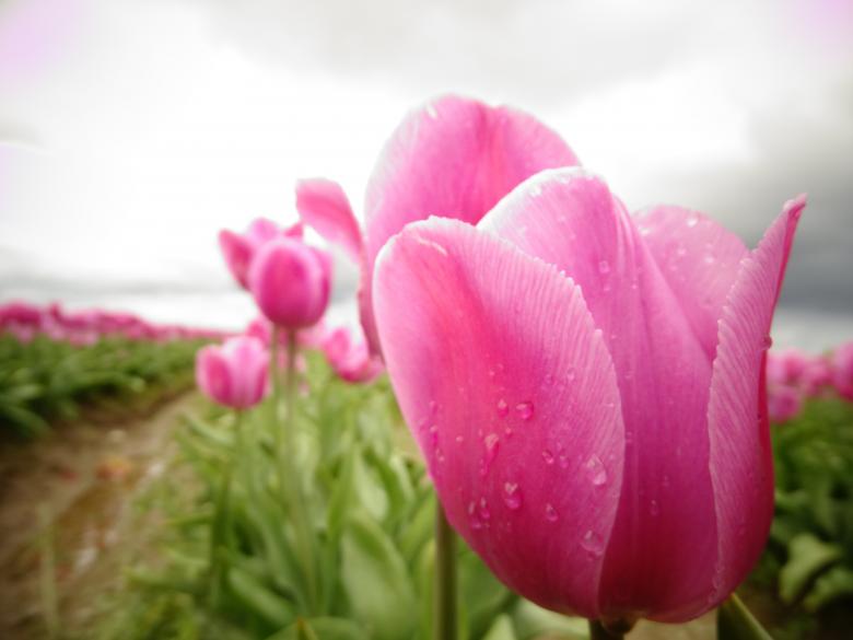 Free stock image of Pink tulips created by Soniya Ahuja