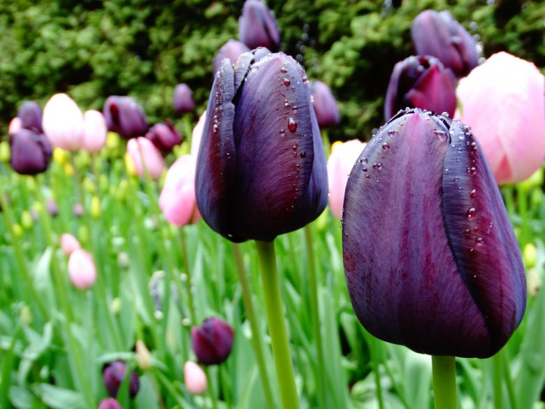 Free stock image of Black tulips created by Soniya Ahuja