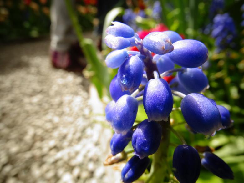 Free stock image of Blue flower created by Soniya Ahuja