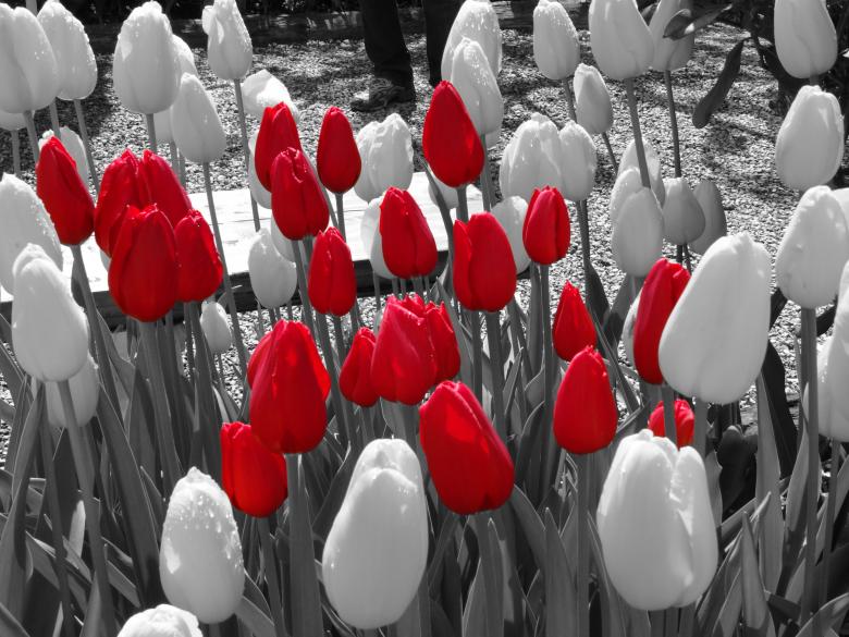 Free stock image of Red white tulips created by Soniya Ahuja