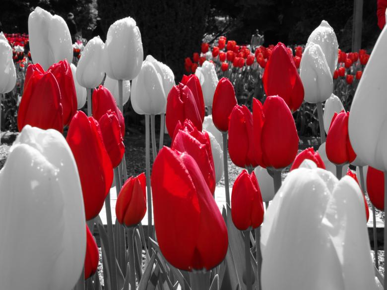 Free stock image of Red white tulips created by Soniya Ahuja