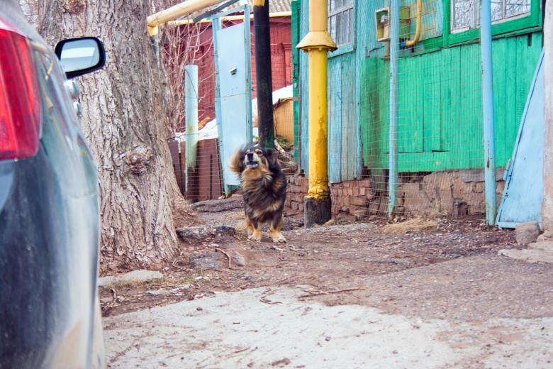 Free stock image of Dog created by 2happy