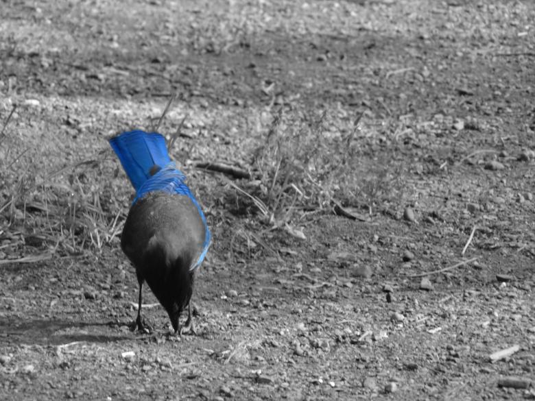 Free stock image of little blue bird created by Soniya Ahuja