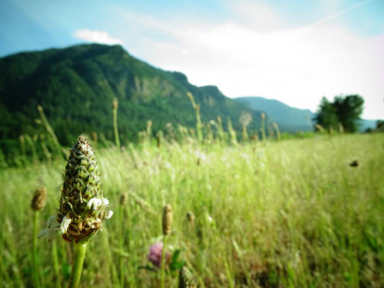 Free stock image of Little bud created by Soniya Ahuja