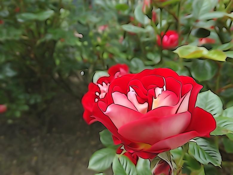Free stock image of Red rose created by Soniya Ahuja
